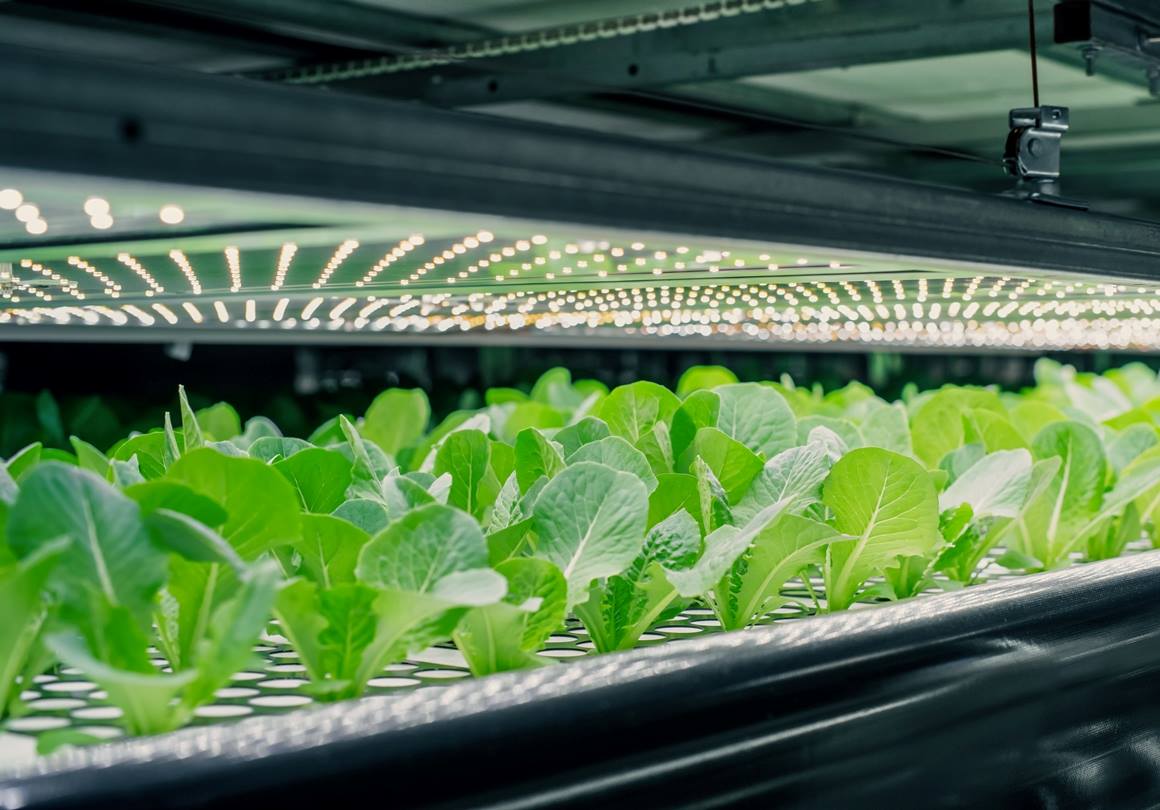 What is a grow light How does it work Vs regular light bulbs What is a grow light? How does a grow light work?how to use?