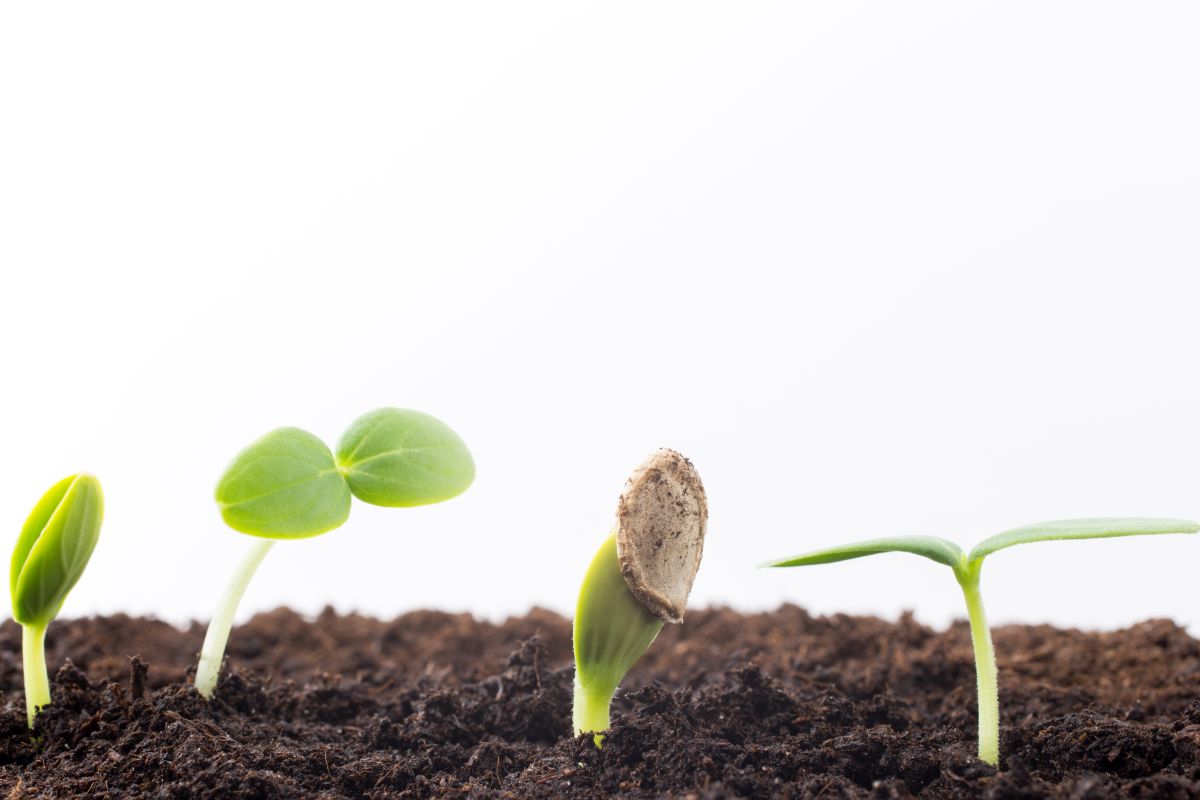 Best Grow Lights for Seedlings